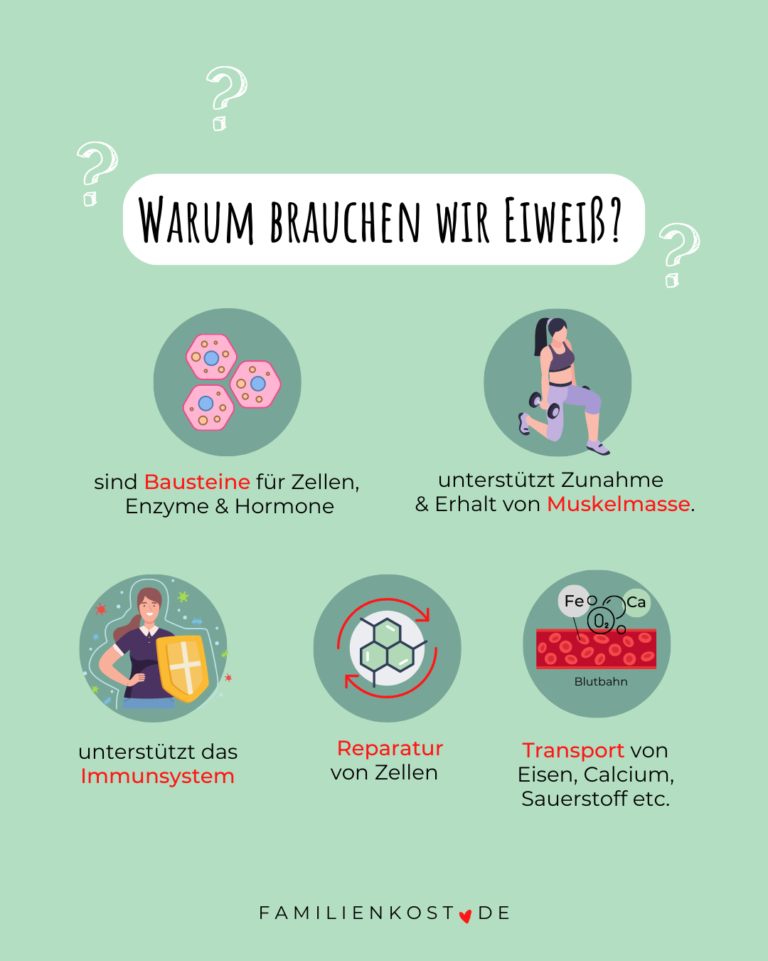 Die wichtigsten Aufgaben von Proteinen im K&ouml;rper