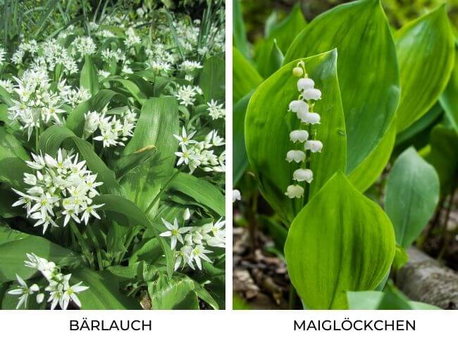 B&auml;rlauch Vergleich Maigl&ouml;ckchen