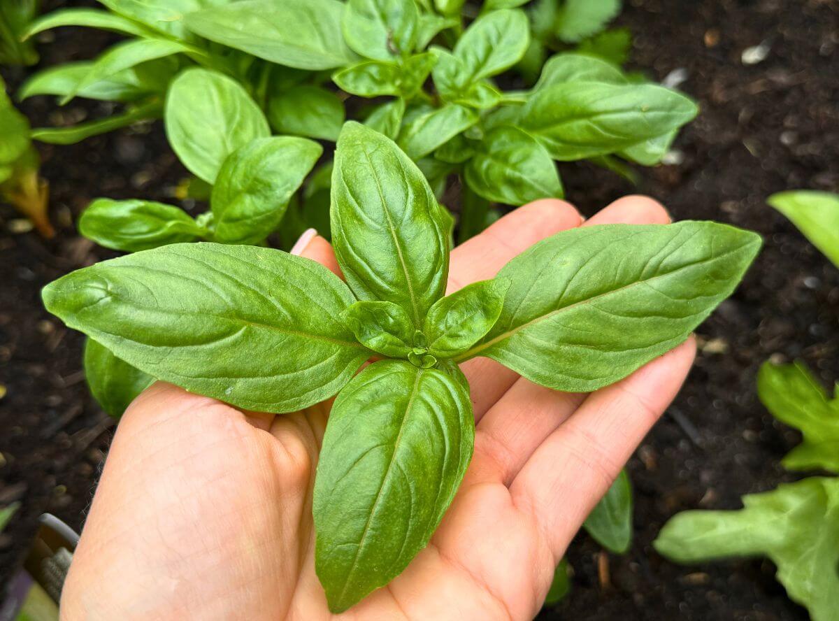 Basilikum - leckeres Kraut für die heimische Küche