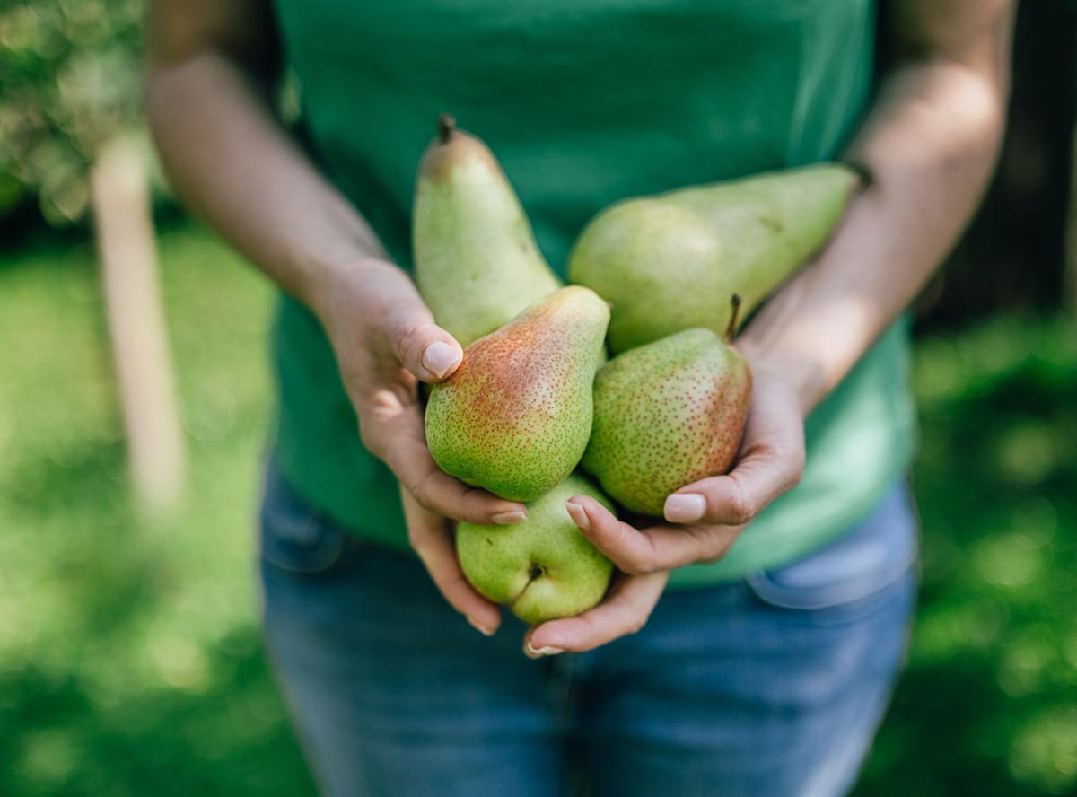 Birne als Obst für Kinder