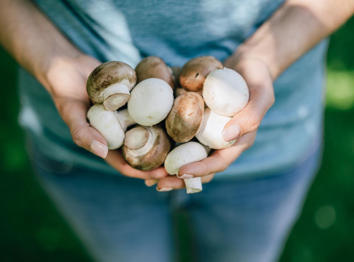 Champignons für Kinder