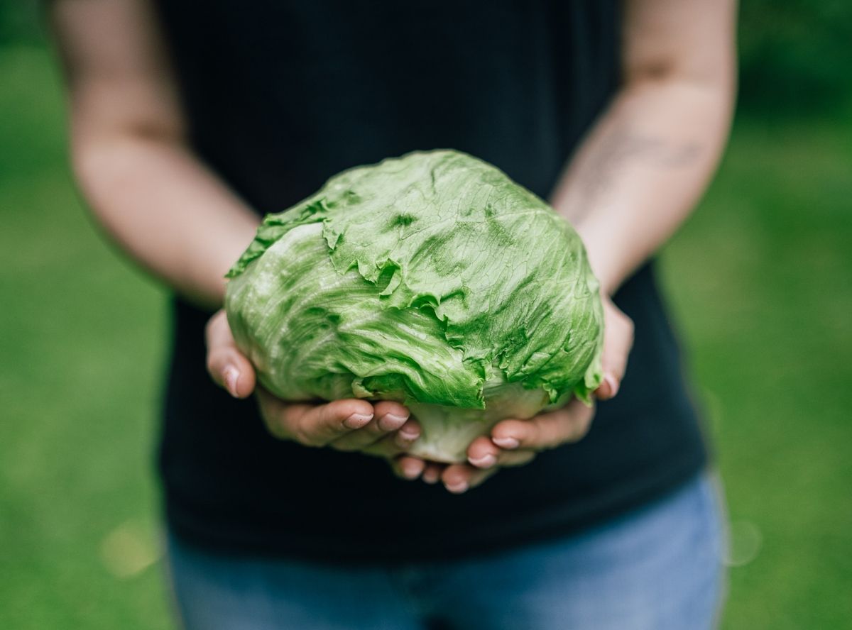 Eisbergsalat für Kinder und Familie