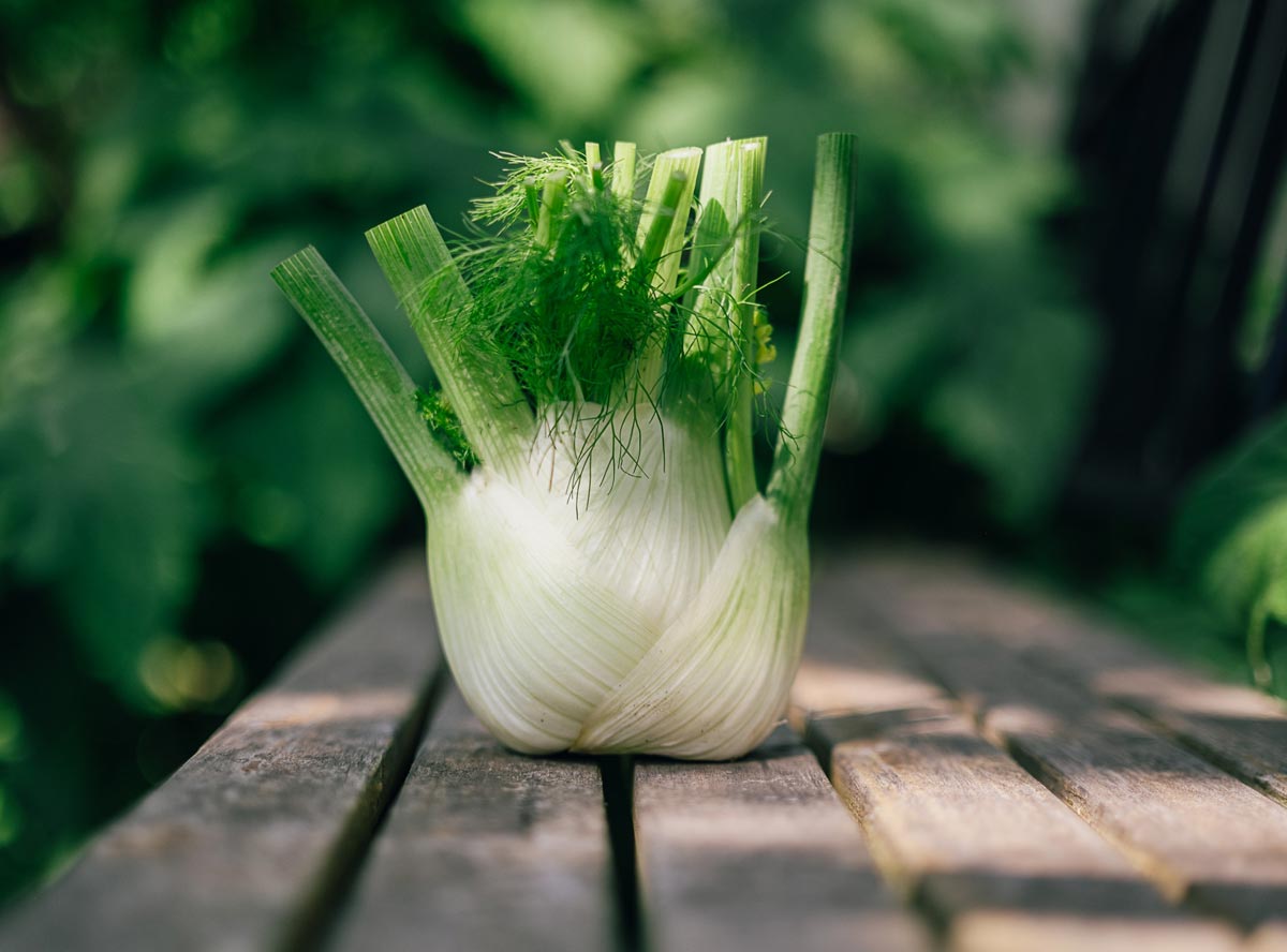 Fenchel: Alles zur tollen Knolle