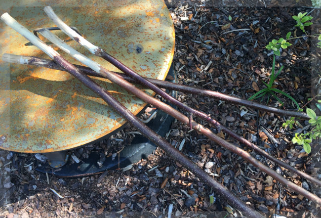 Haselnuss-St&ouml;cke f&uuml;r Stockbrot