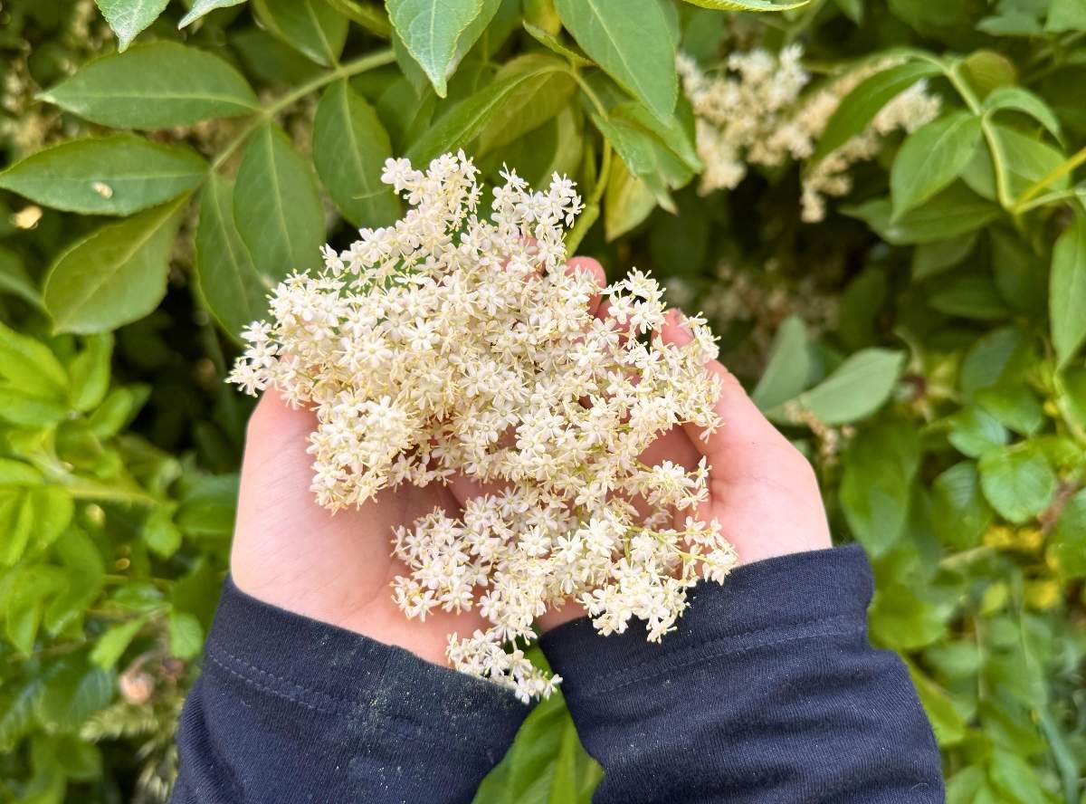 Holunderbüten - lecker & gesund
