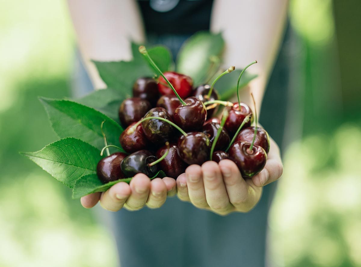 Kirschen - gesunde Nascherei für Kinder