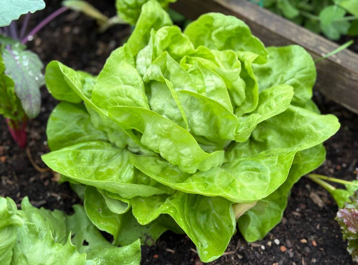 Blattsalate: Überblick & Wissenswertes zum Salat