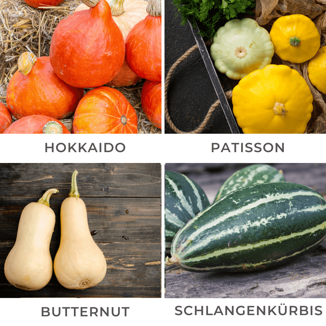 K&uuml;rbissorten im &Uuml;berblick