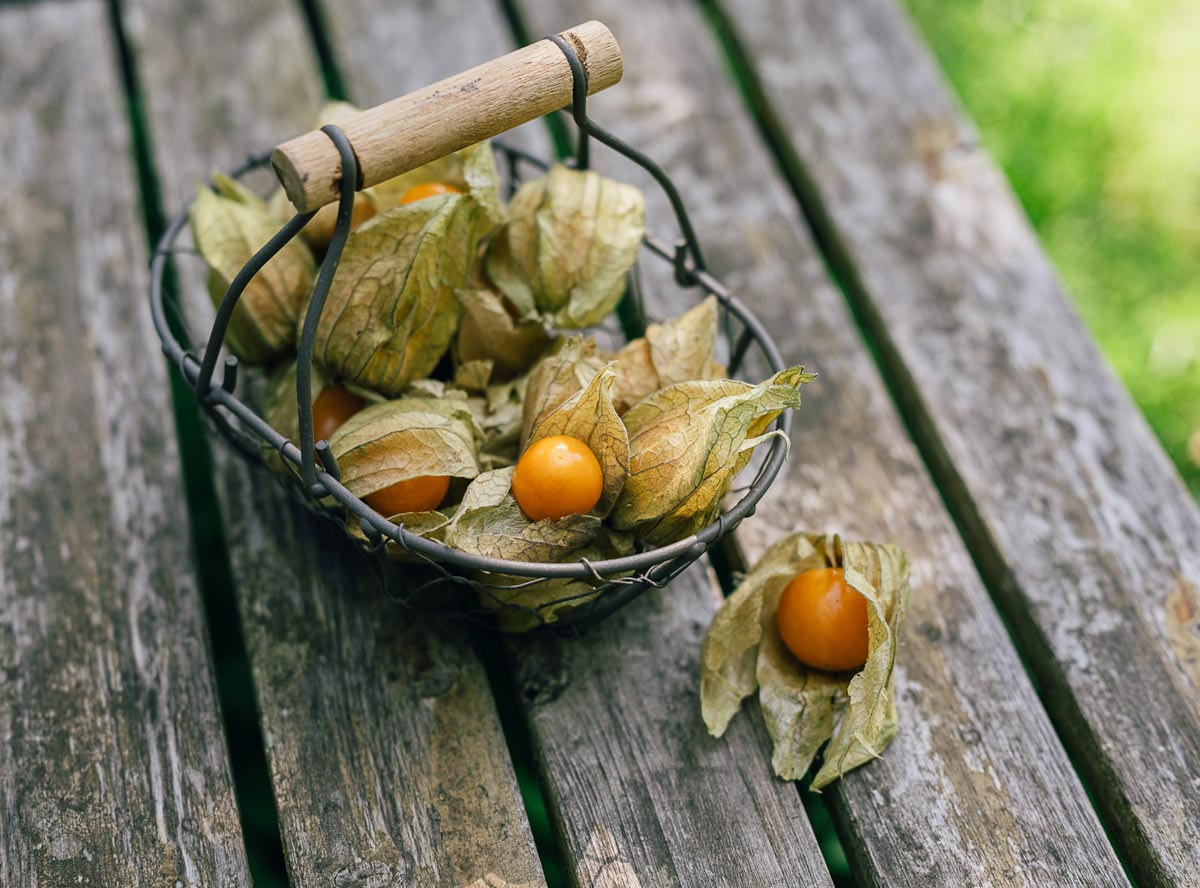 Physalis