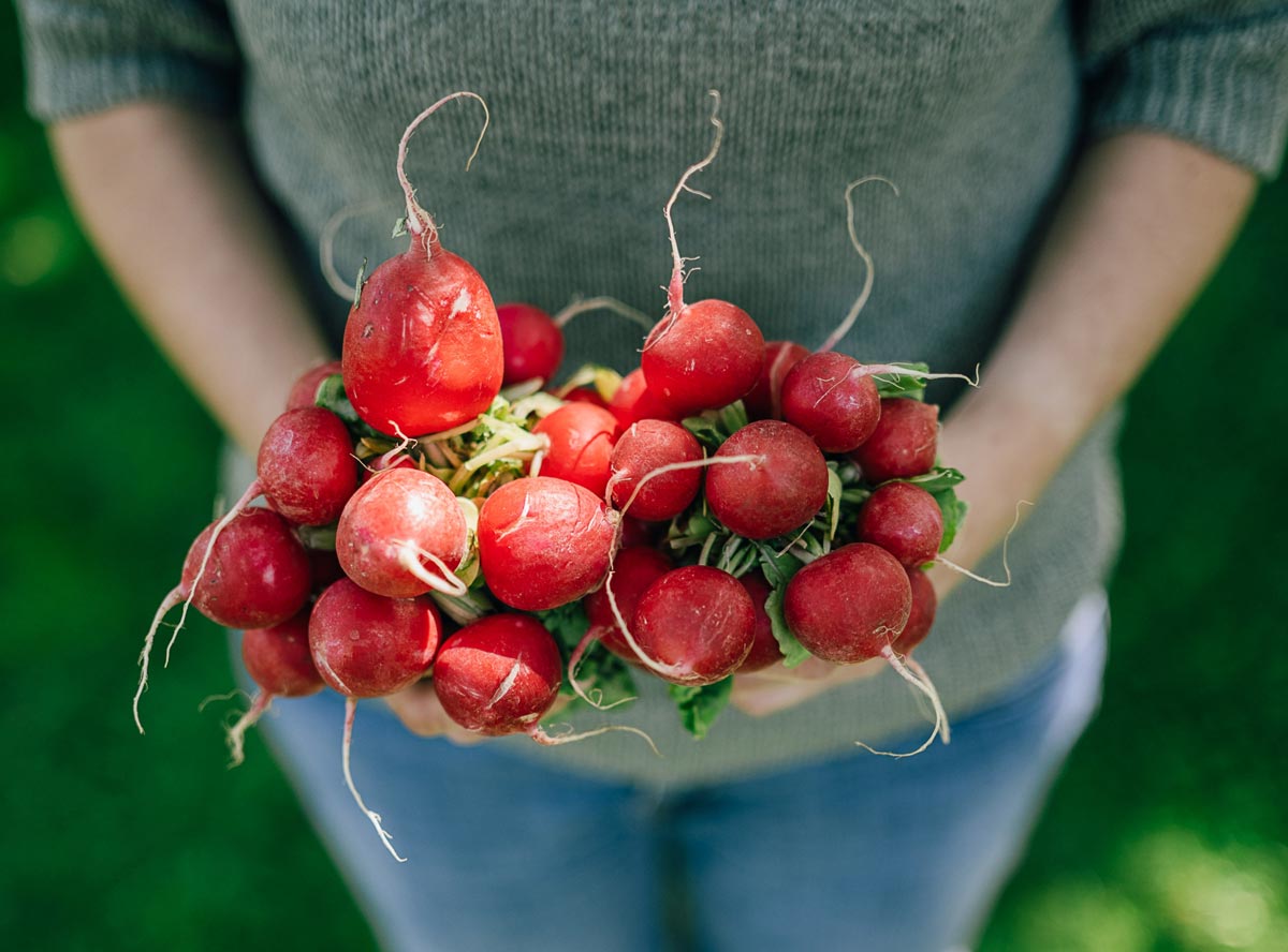 Radieschen: So lecker und gesund ist das Wurzelgemüse