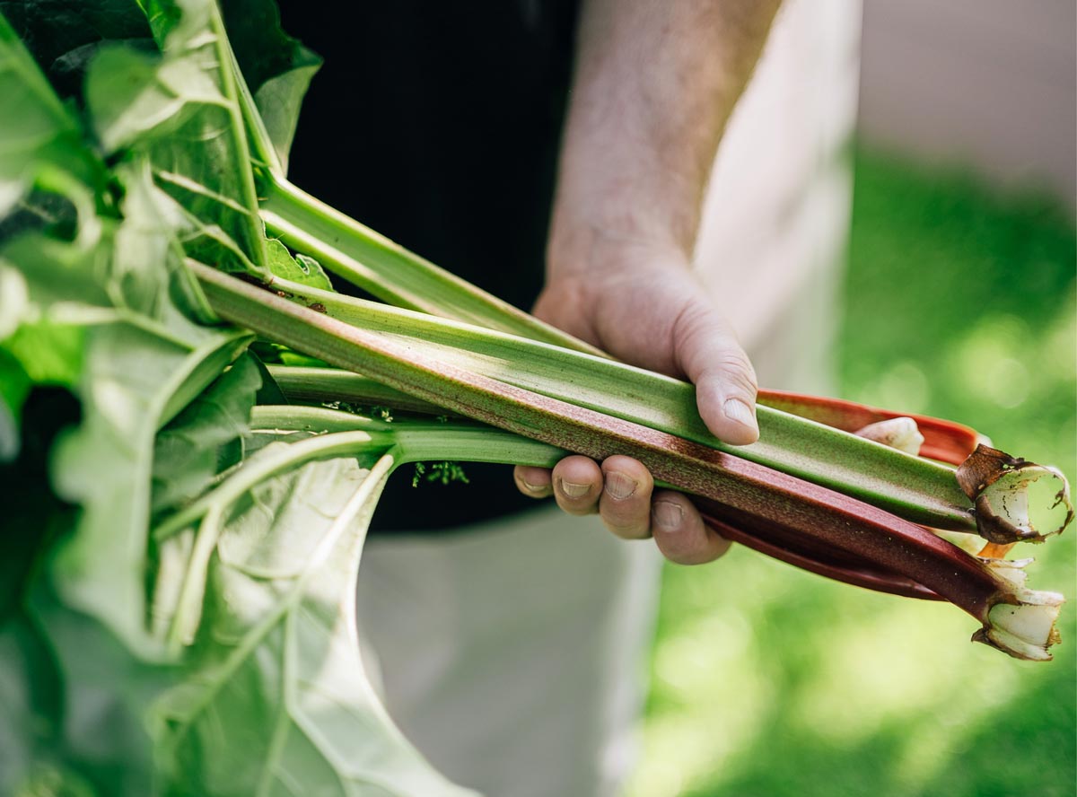 Rhabarber: So lecker und gesund ist das Stangengemüse