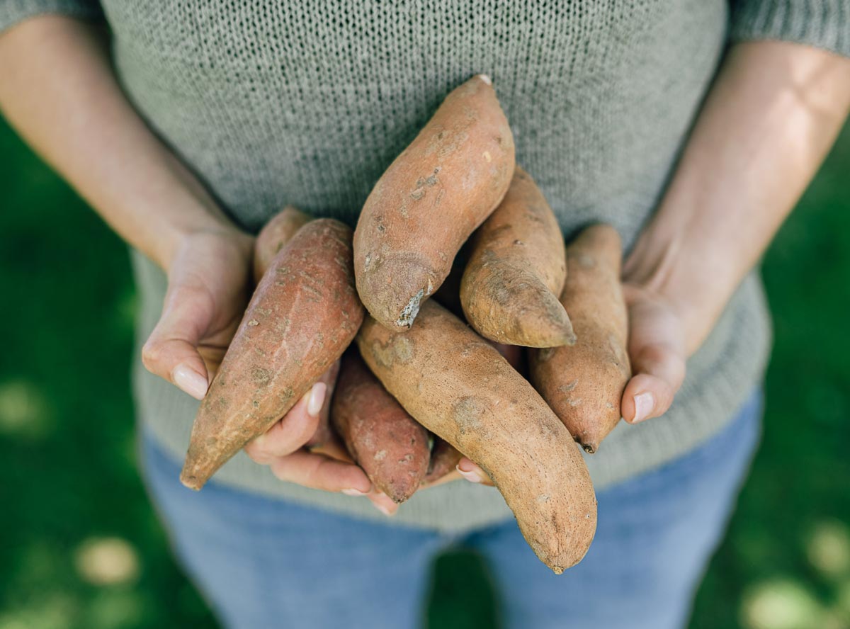 Süßkartoffel: Süße Knolle für die ganze Familie
