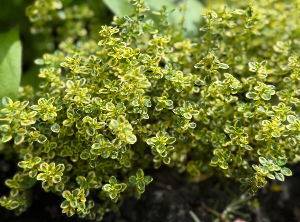 Thymian - unverzichtbares Kraut für Familien