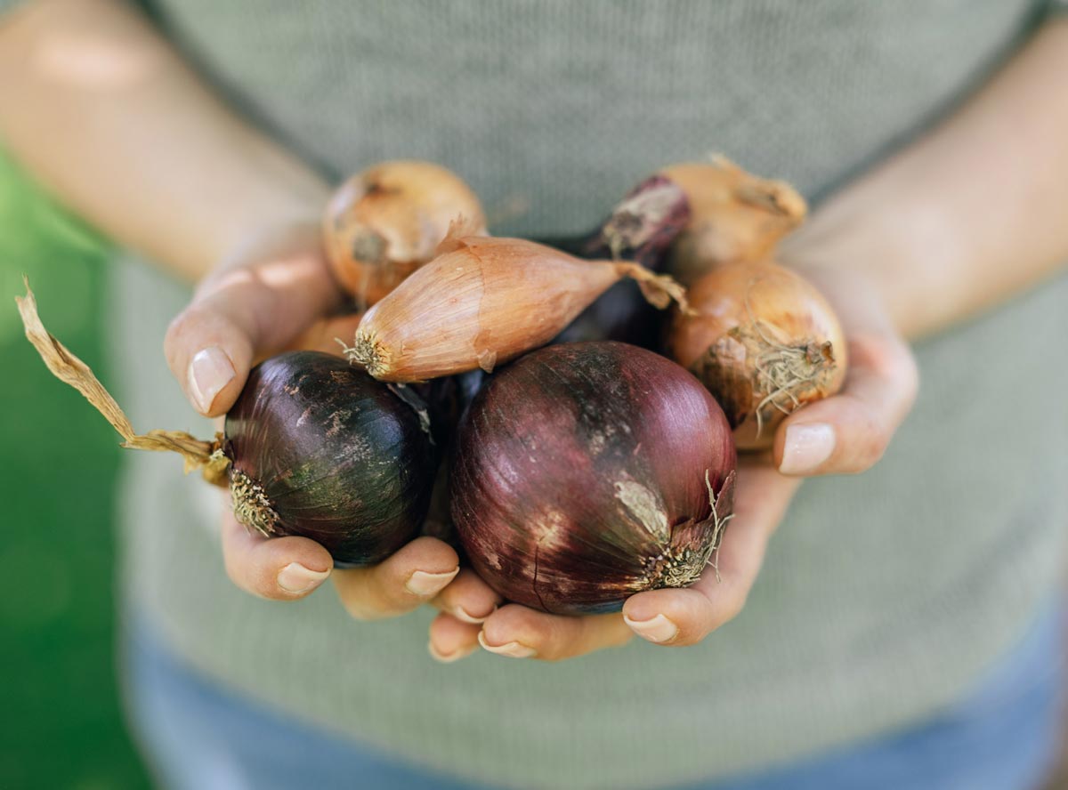 Zwiebeln für Kinder & als Beikost